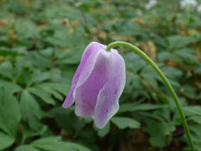 Anemone nemorosa